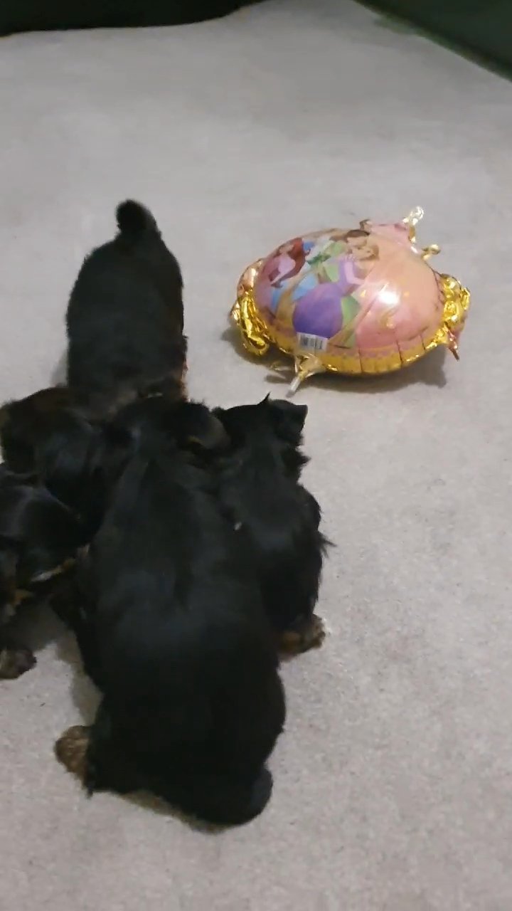 Biewer Yorkshire Terrier puppies in London