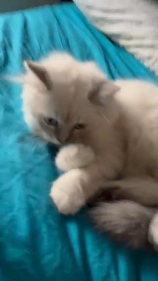 Beautiful Pedigree British LongiKittens in Medway