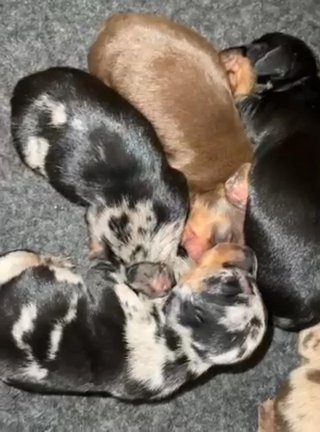 Miniature Dachshund Puppies in Sandwell