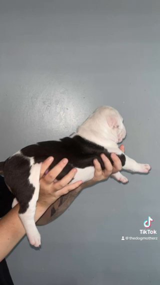 White Pied- Tri Female in Liverpool