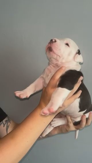 1 Pied-Tri Female in Liverpool