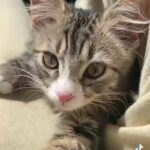 Kitten 12 Weeks in Bradford