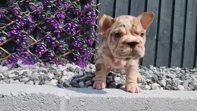 Big rope french bulldog Females in Derby