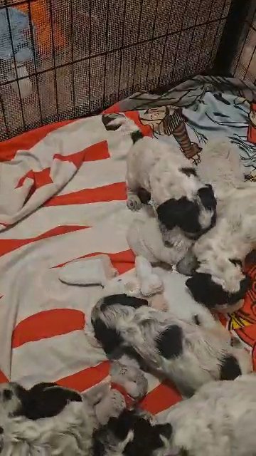 REDUCED cocker spaniel pups in London