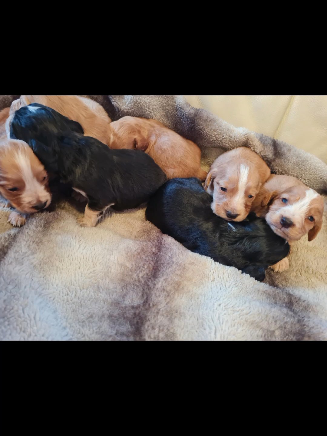 Woking cocker spaniel pup in London