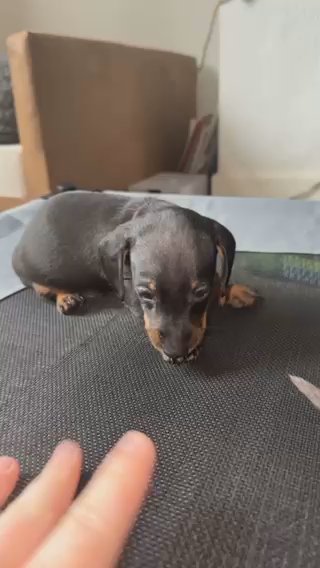 Black N Tan Mini Dachshund in Wigan