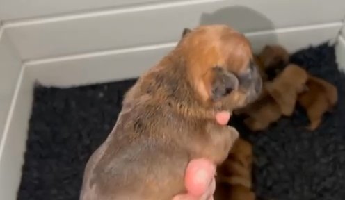 Quality KC registered Frenchie babies in Derby
