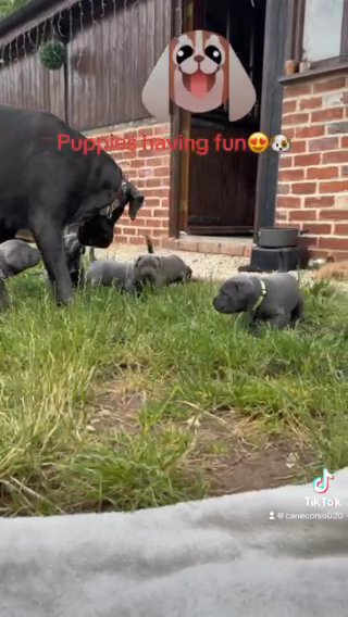 Cane Corso Puppies in Hereford
