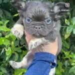@Leicester_frenchies in Leicester