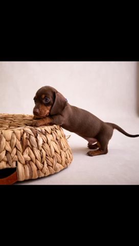 Beautiful Male Miniature Dachshund in Wirral