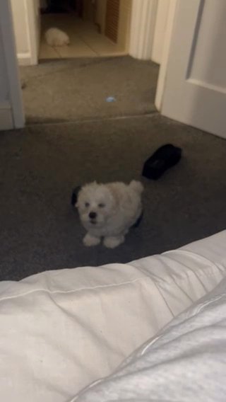 Maltese For Sale in Rotherham