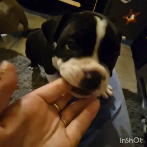 black micro exotic American bully in Bradford