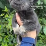 @Leicester_frenchies in Leicester