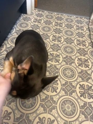 Beautiful 7 Month Old Girl Pedigree French Bulldog in North West Leicestershire