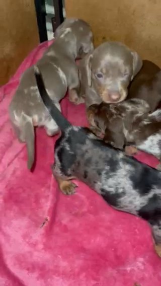 Miniature Dachshunds in Berkshire