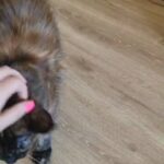 Maine Coon kitten in London