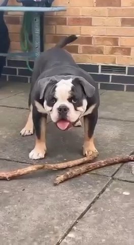 Kc Registered English Bulldog For Sale in Leicester