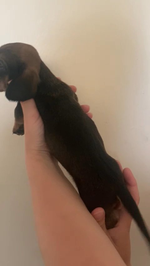 mini daschund in Birmingham
