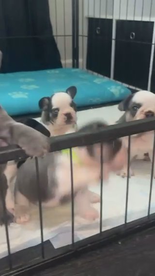 Ready Now Last Girl French Bulldogs in Northampton