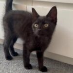GHOST BENGAL TABBY KITTEN FEMALE in London