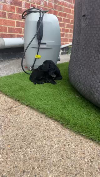 Cocker Spaniel in London