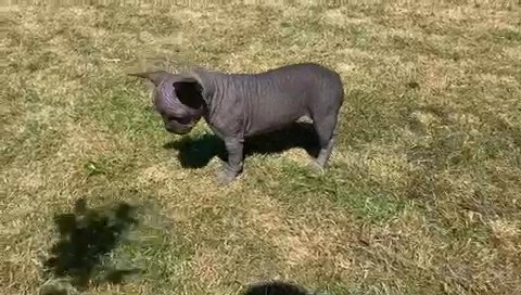 Black And Tan Hairless Female in Glasgow