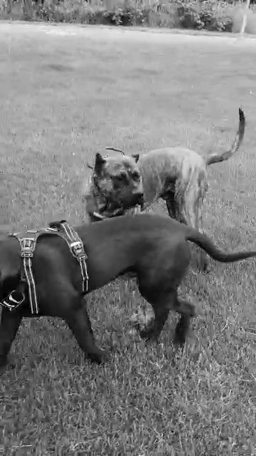 del dracula bloodline presa canario female in Derby