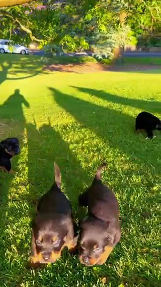 Beautiful Full-bred Champion Bloodline Rottweiler Puppies. in West Lancashire