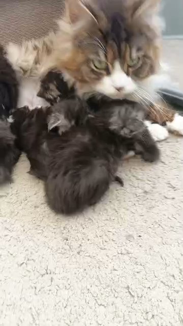 Maine Coon kittens in Plymouth