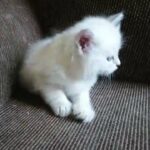 5 beautiful pure traditional siberian kittens  TICA registered.  fully vaccinated and microchipped.  5 beautiful traditional siberian kittens in Lincoln