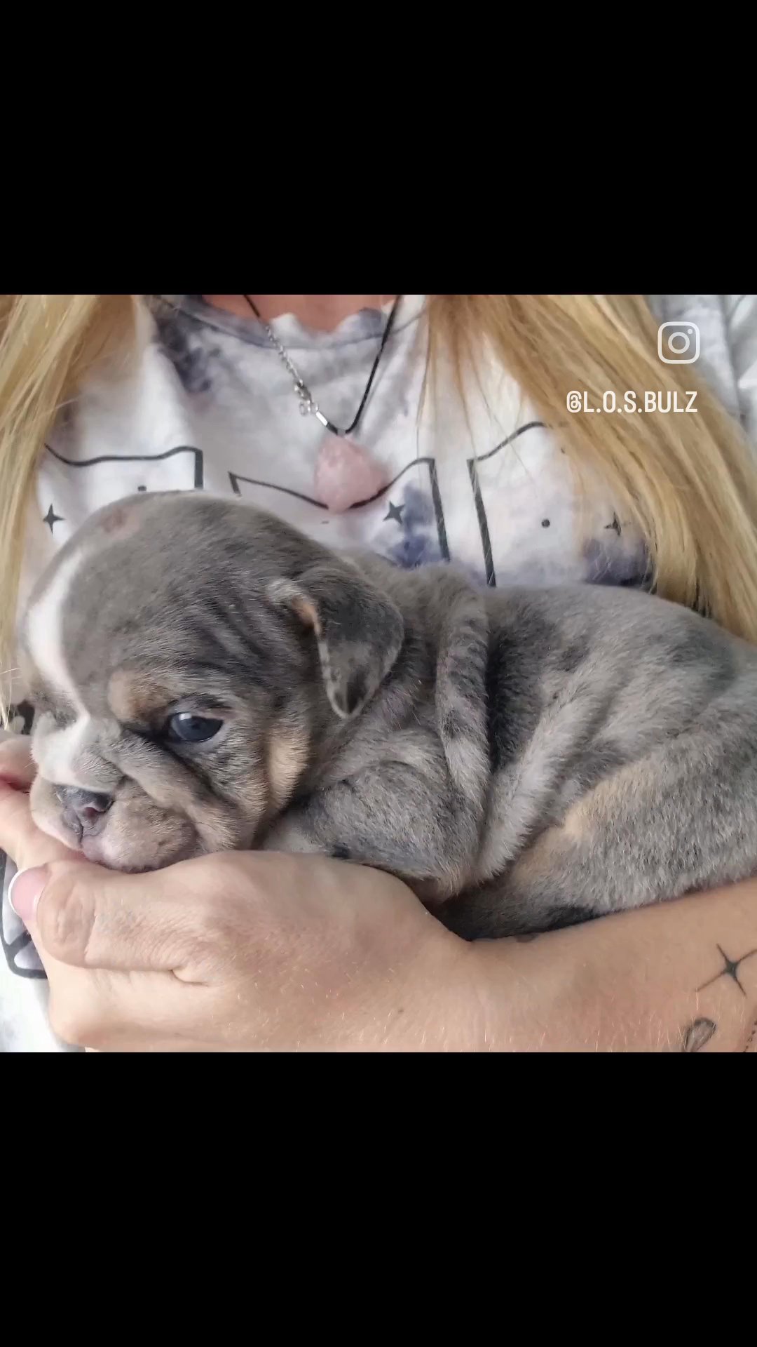 british bulldog puppies in Liverpool