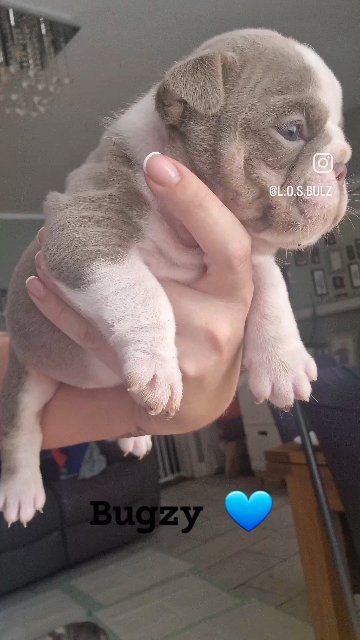 british bulldog puppies in Liverpool