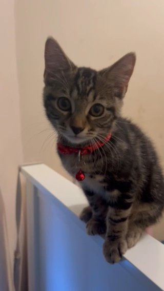 3 month old tabby in London
