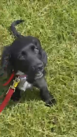 Cocker Spaniel Looking For A New Home in London