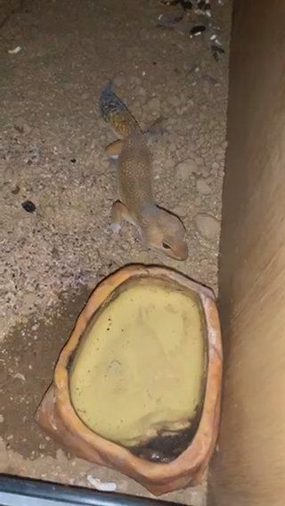 leopard gecko (price negotiable) in London