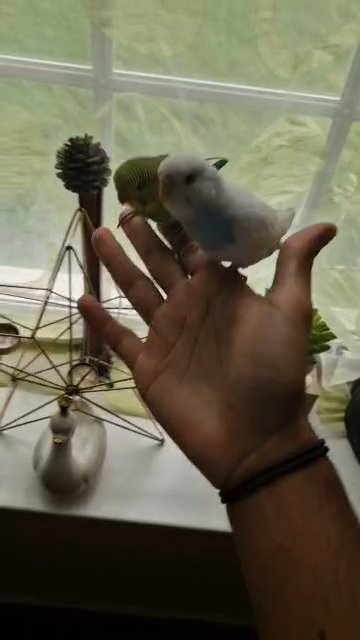 budgies in London