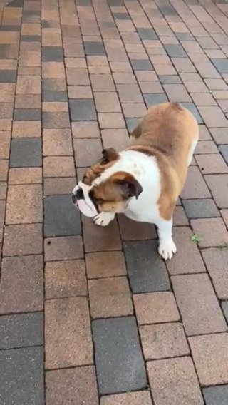 BEAUTIFUL ENGLISH BULLDOG BITCH in Derby