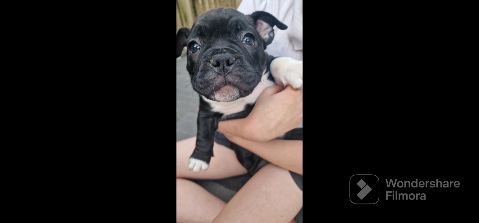 Miss Euro the Micro Bully in Bradford