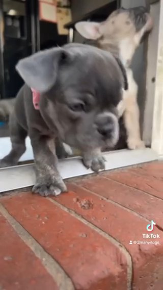 2 Frenchie Girls Available in Oxford