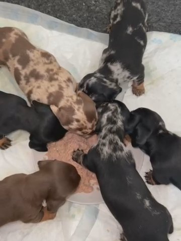 Miniature Dachshund Puppies in Sandwell