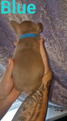Big Rope French Bulldogs Puppies in Bradford