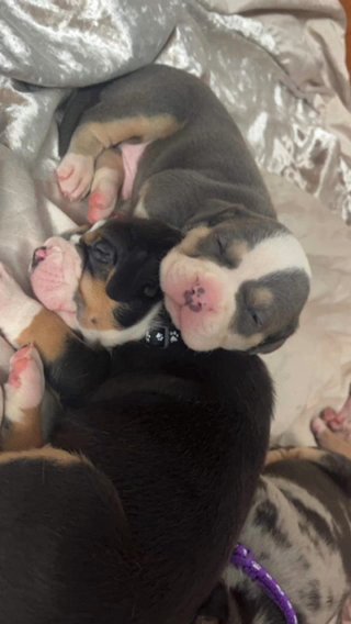 American Bully in Southampton