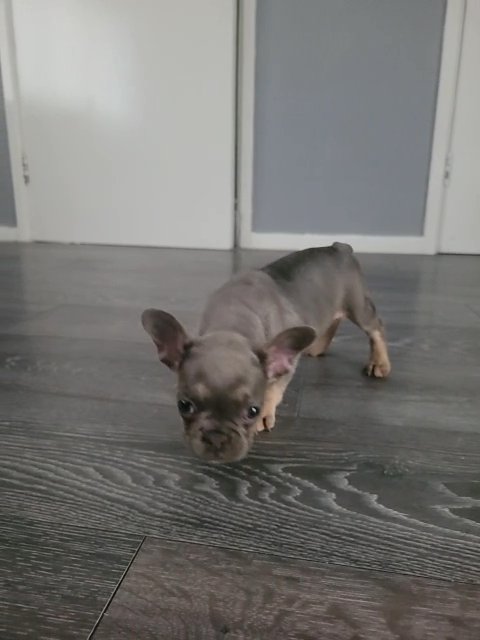 french bulldog puppy in Birmingham