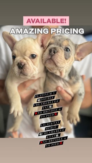 BOY fRENCHBULLDOGS in Leicester