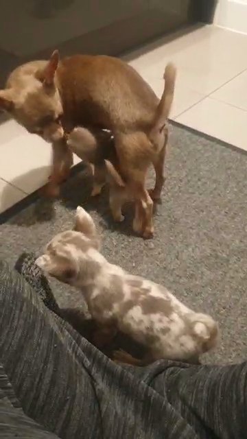 Xxs lilac merle applehead chihuahua puppies in Ipswich