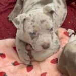 Female American Bully in Liverpool