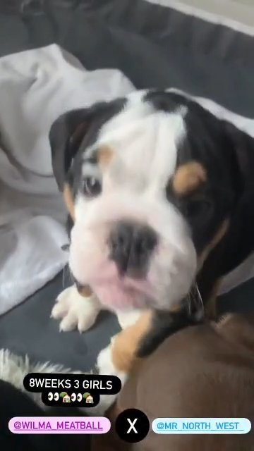Bulldog puppies for sale - 8 weeks old in Hyndburn