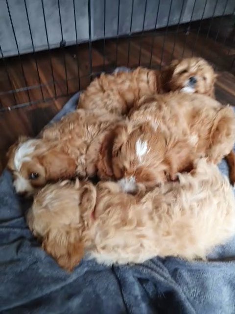 cavapoos in Carlisle