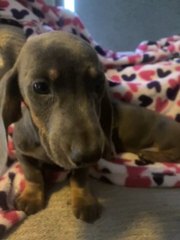 Dachshund Boys in Nottingham