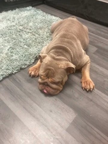 English Bulldog 4 Year Old Female in County Durham